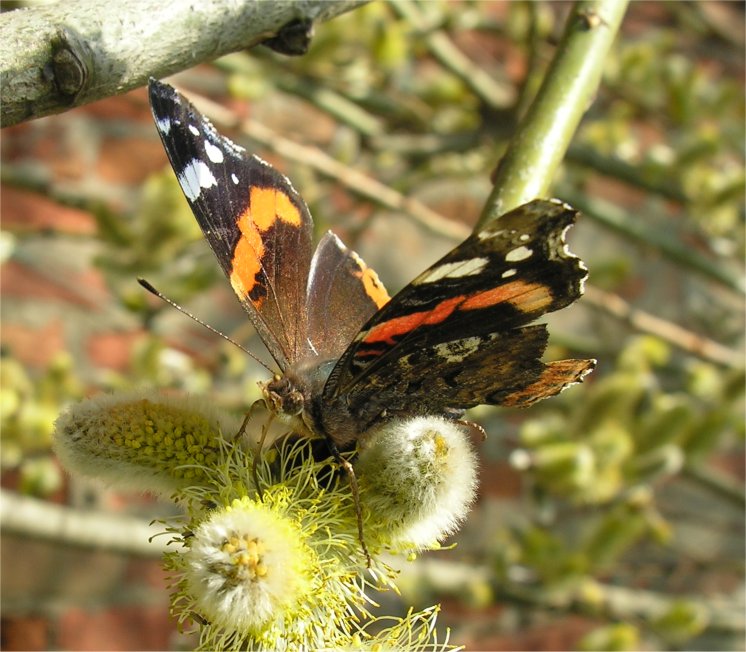 Vanessa atalanta